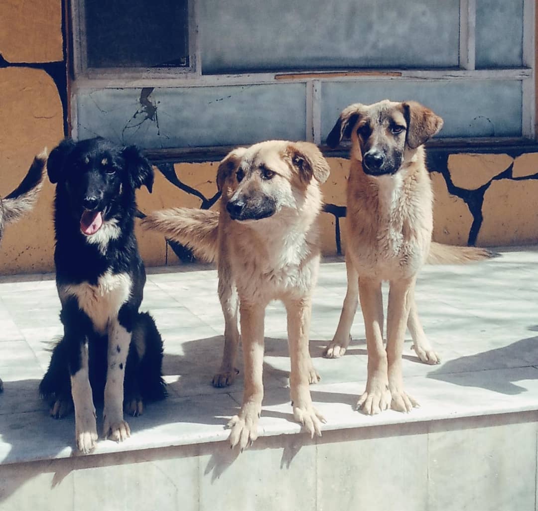 Kabul Small Animal Rescue tweet media