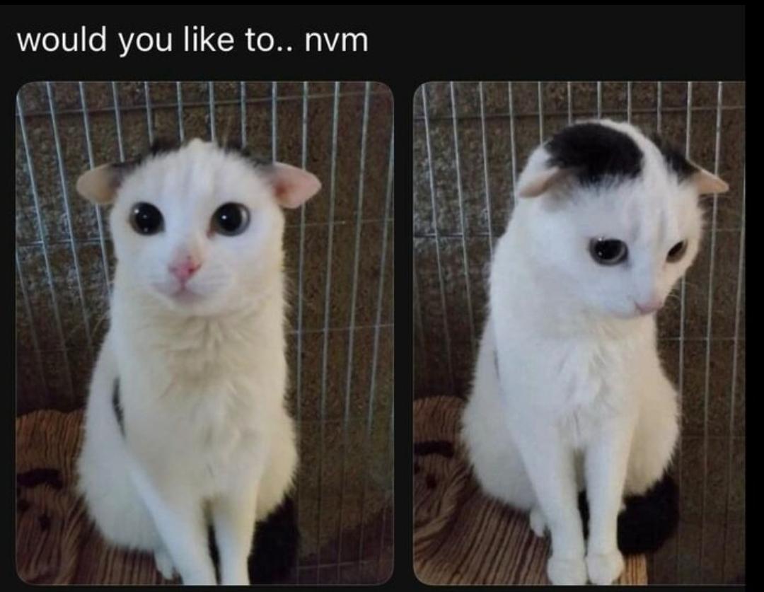 Catsillyness's tweet photo. nvm 🥺 https://t.co/sLEQCIU0KL