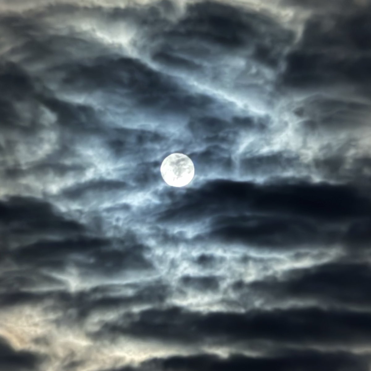 Selena Fox tweet media