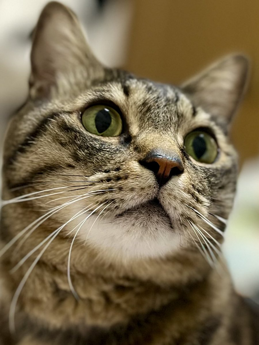 ただの猫好き (@chitakohaku) / Posts / X