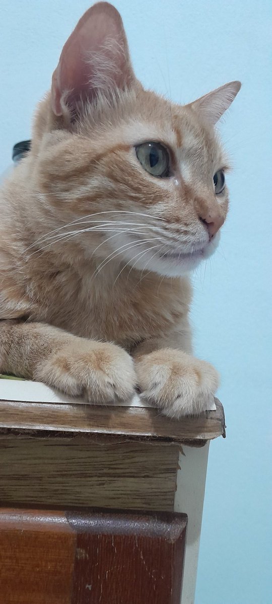 htinha_68's tweet photo. A beleza dessas criaturinha, mds... 🤭🥹
Obrigada, Senhor por esses dois trambeizinho preciosos que tu me deu. 🥰 https://t.co/1IRTEuW1w7