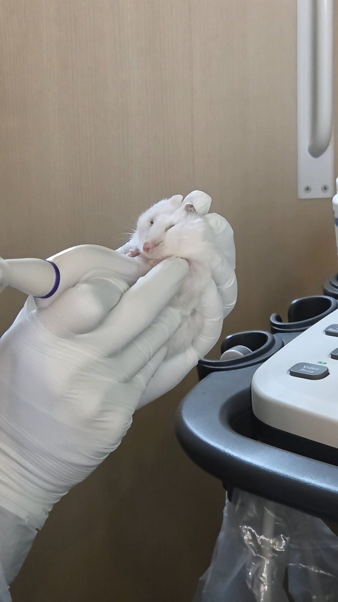 햄슷따리햄슷따 tweet media