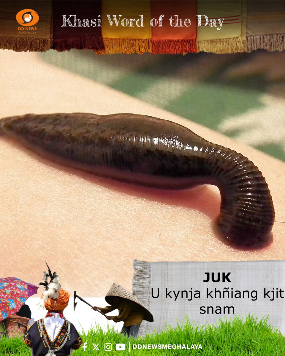 ddnewsshillong's tweet photo. ~KHASI WORD OF THE DAY~
'JUK'
U kynja khñiang kjit snam - Juk (leeches) are segmented worms belonging to the subclass Hirudinea, While often feared as bloodsuckers.
#juk #leech #ddnewsmeghalaya https://t.co/Vq2TGv9oes