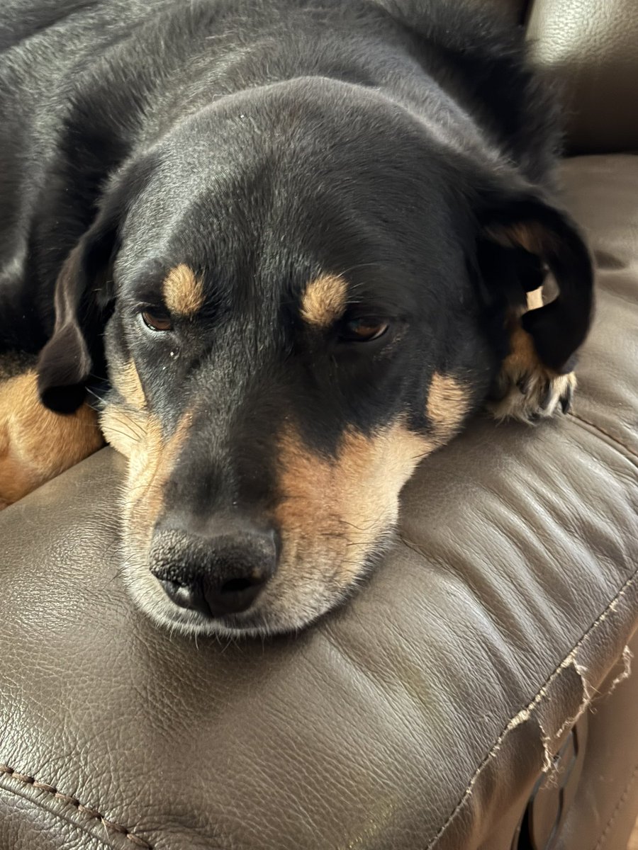 Cleo 🌈 of Hellbeasts tweet media