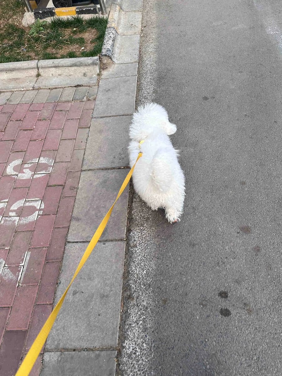 MarcusKimsj's tweet photo. Walk with your dog and enjoy every happy moment! 
#WalkingTheDog #Pets https://t.co/M721rKaitd