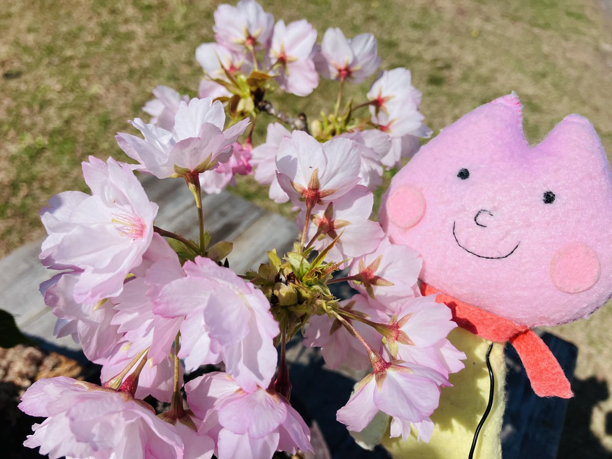 3月下旬～4月上旬の桜さん🌸