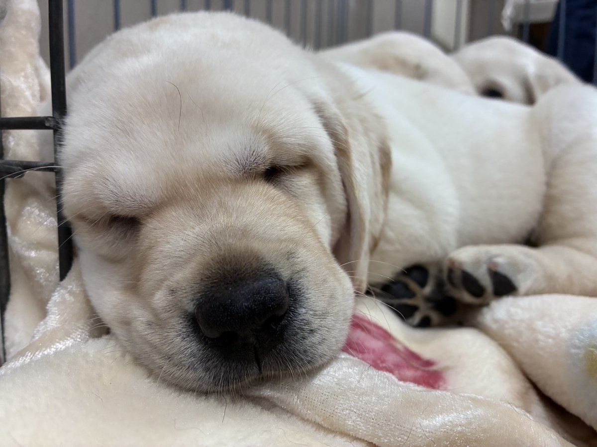 日本ライトハウス　盲導犬訓練所 tweet media