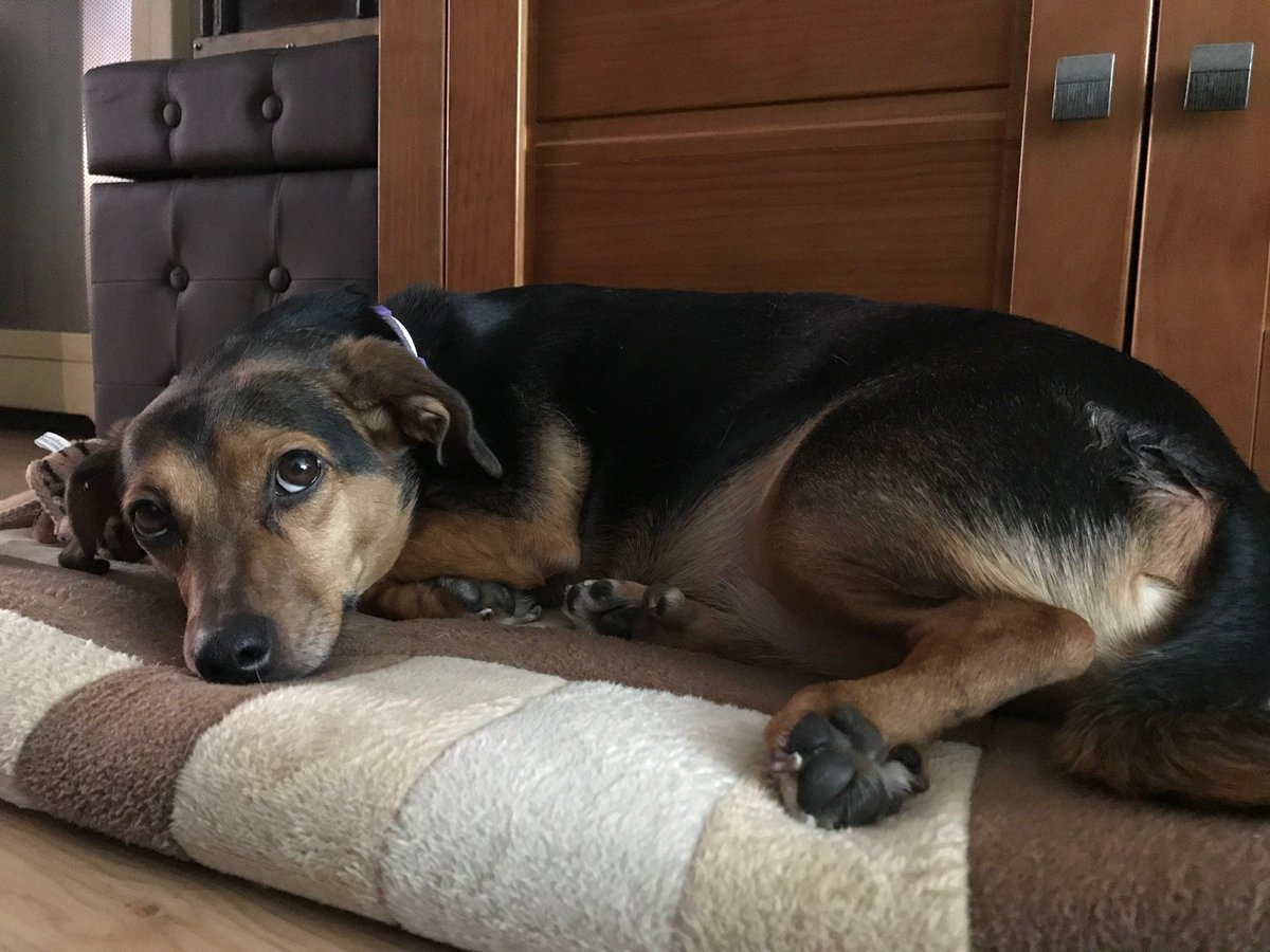 Luna se fue hace 7 años pero el WoW me ha recordado que nunca se fue del todo ❤️‍🩹
Al menos podremos estar juntas de nuevo por Azeroth