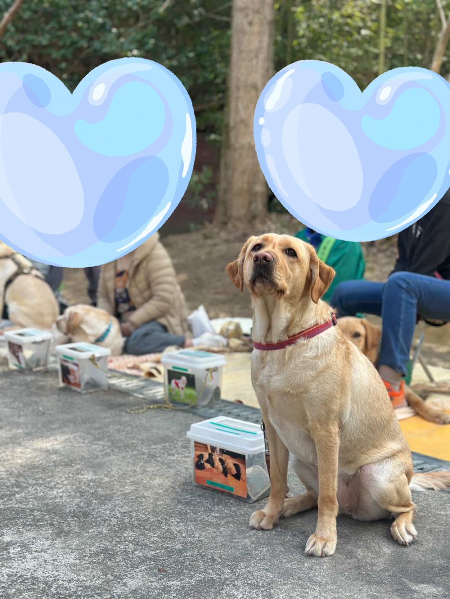 日本ライトハウス　盲導犬訓練所 tweet media