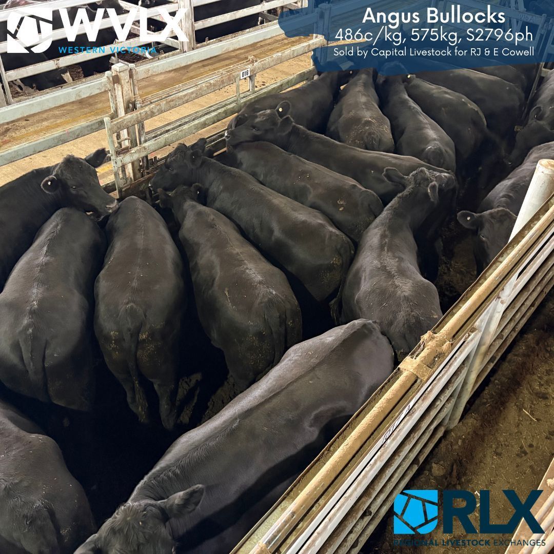 WVLXVIC's tweet photo. Check out the top c/kg pens from yesterdays Prime Cattle Market in Mortlake! https://t.co/VU2jzpCWaB