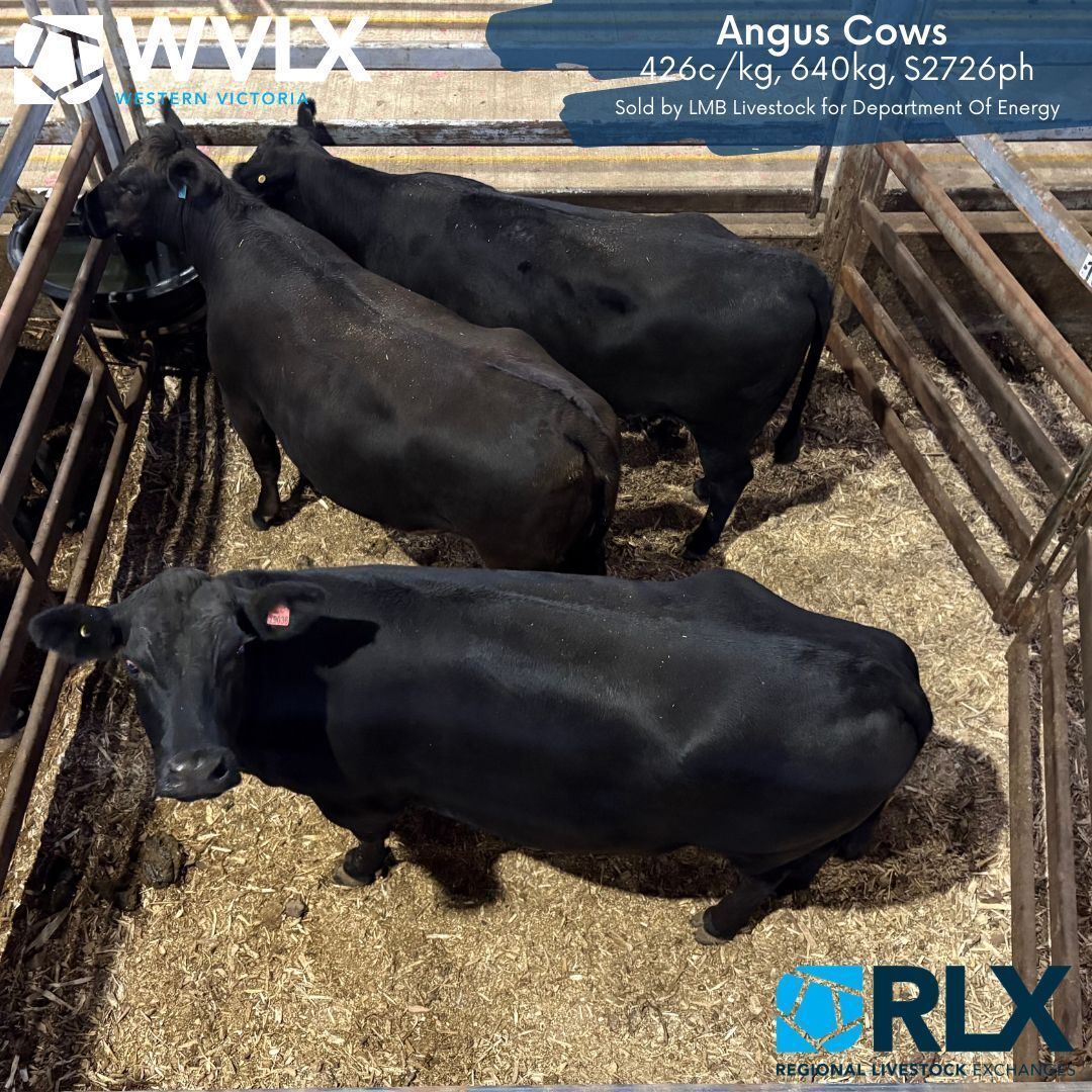 WVLXVIC's tweet photo. Check out the top c/kg pens from yesterdays Prime Cattle Market in Mortlake! https://t.co/VU2jzpCWaB