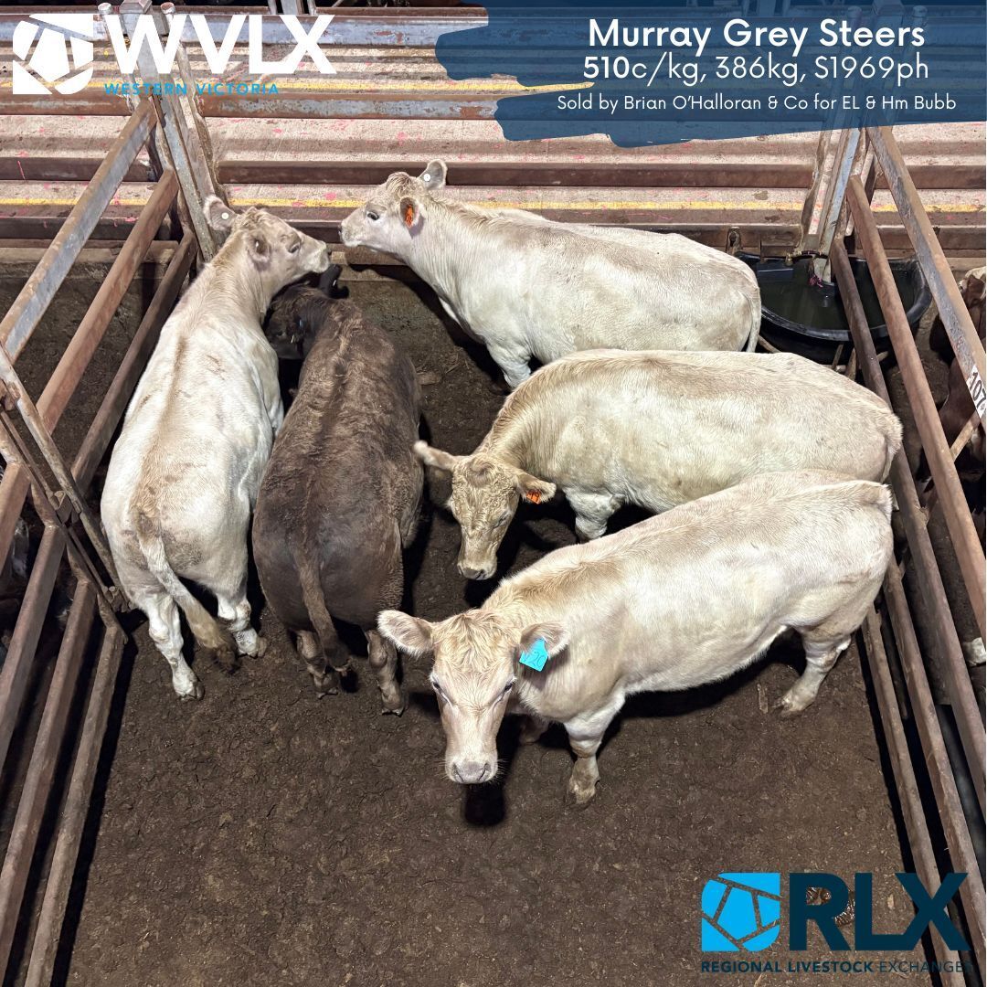 WVLXVIC's tweet photo. Check out the top c/kg pens from yesterdays Prime Cattle Market in Mortlake! https://t.co/VU2jzpCWaB