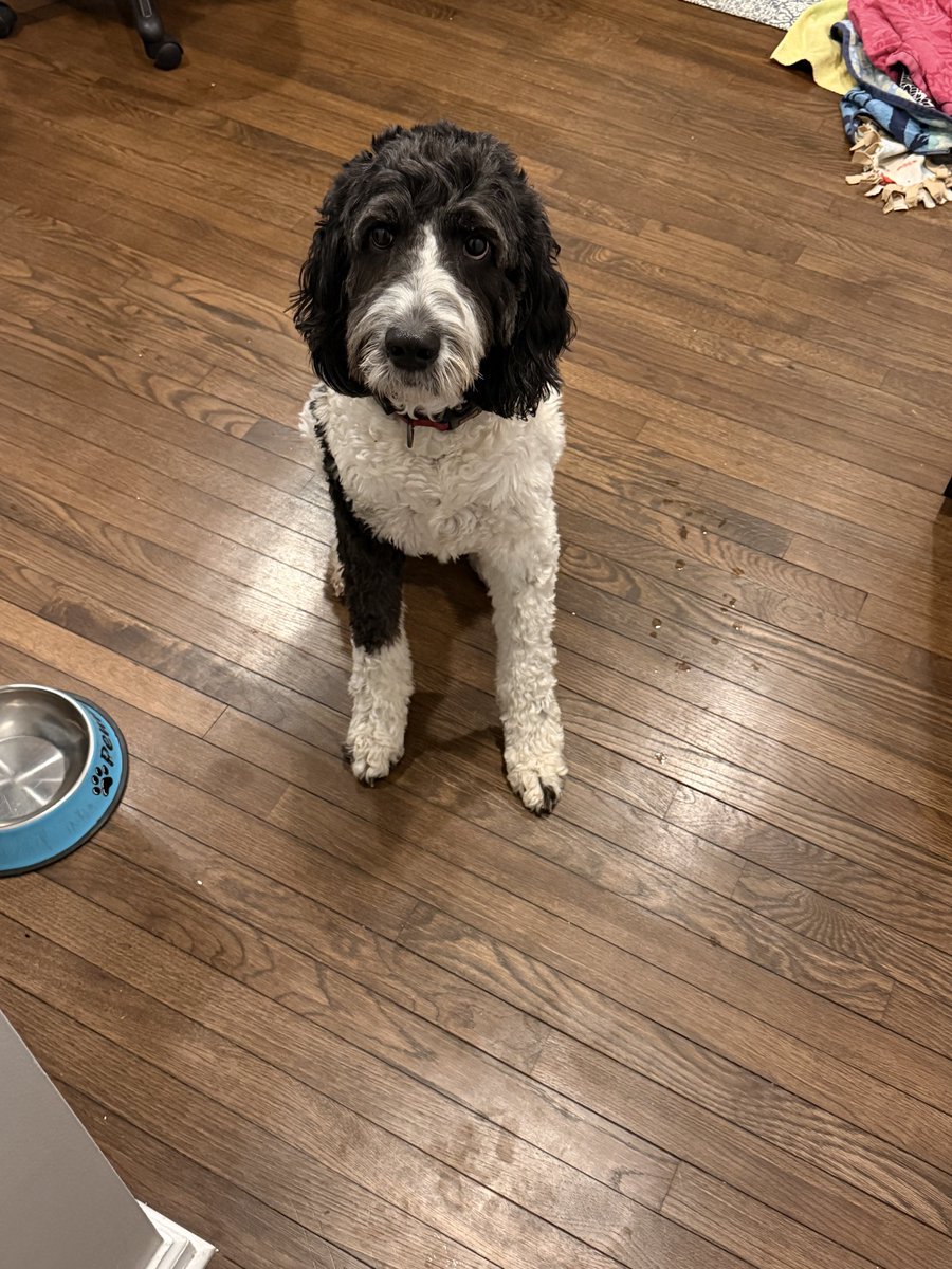 marlowwl's tweet photo. The guilty party who ate an entire loaf of bread!!! https://t.co/pNQqqkqvWR