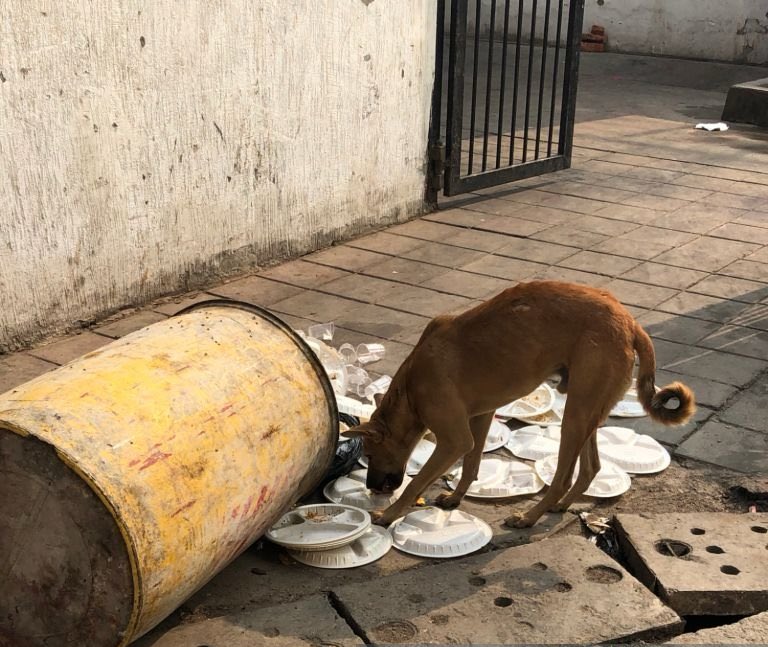 0xMahi's tweet photo. Any festival/wedding in Telangana*
Some dogs 👇 https://t.co/HaECEYnj6C