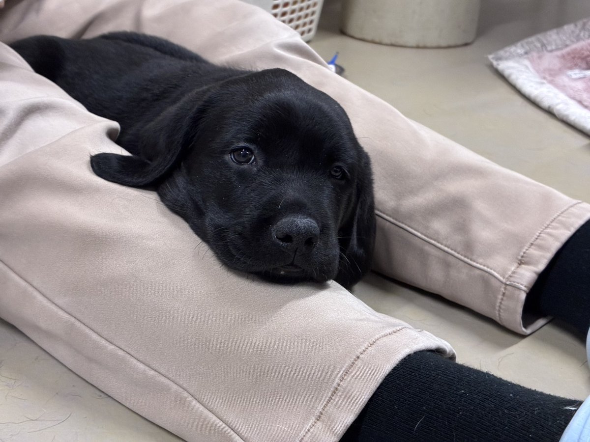 日本ライトハウス　盲導犬訓練所 tweet media