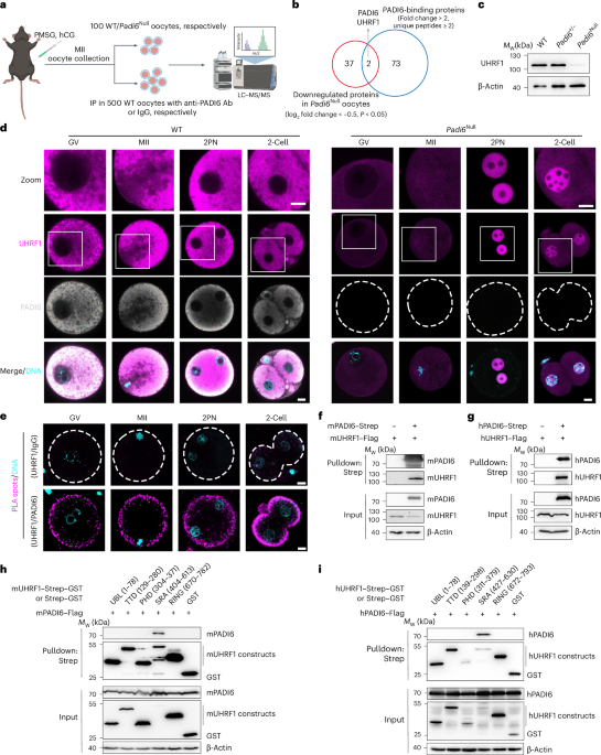 NatureStructMolBiol tweet media