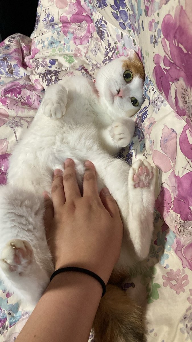 ある意味、白猫詐欺の桜容疑者🌸 よーくよーくみたら三毛猫です