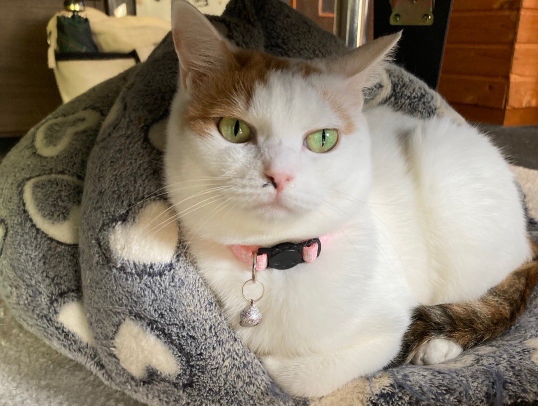 ある意味、白猫詐欺の桜容疑者🌸 よーくよーくみたら三毛猫です