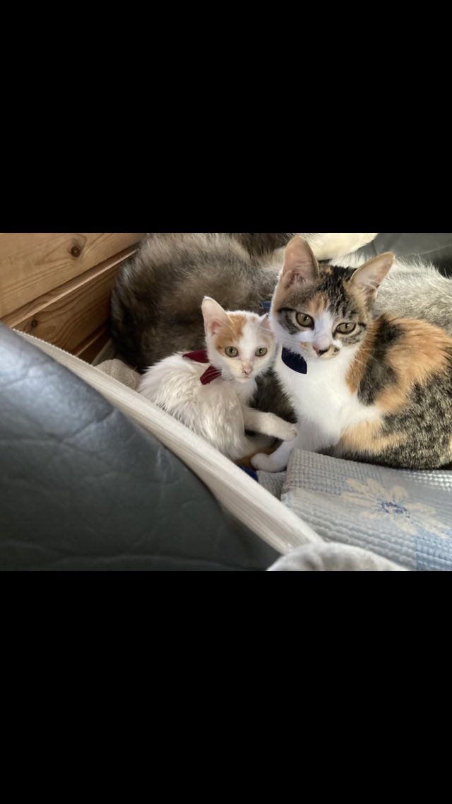 ある意味、白猫詐欺の桜容疑者🌸 よーくよーくみたら三毛猫です