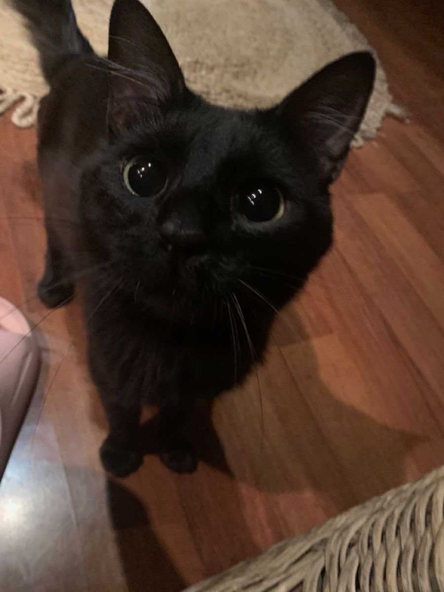 🧧เเจกค่าหนม300/10คั้บ🧧
🛎️กติกา รีทวิต+เฟบ+ฟอล+
เมนชั่นเลือก🐈or🐈‍⬛
✅สุ่ม19:00ค้าบบ