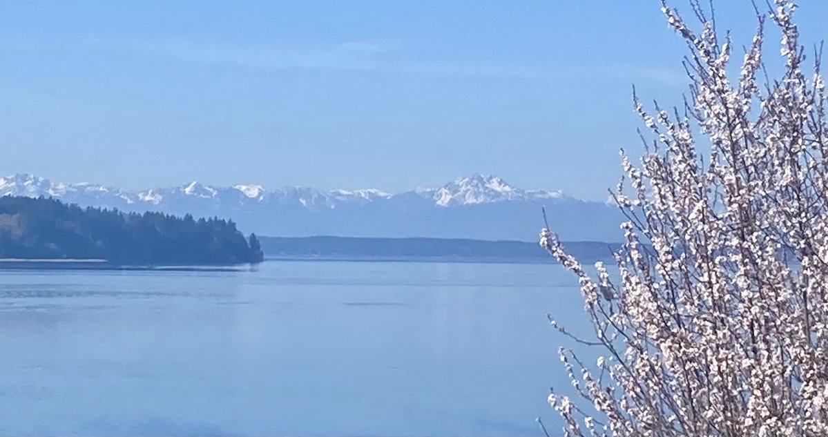It was a gorgeous day for walking in my corner of the #pnw — bright sun and 59°. This view from Steilacoom looks out on the tip of McNeil Island and the Olympics. #wawx