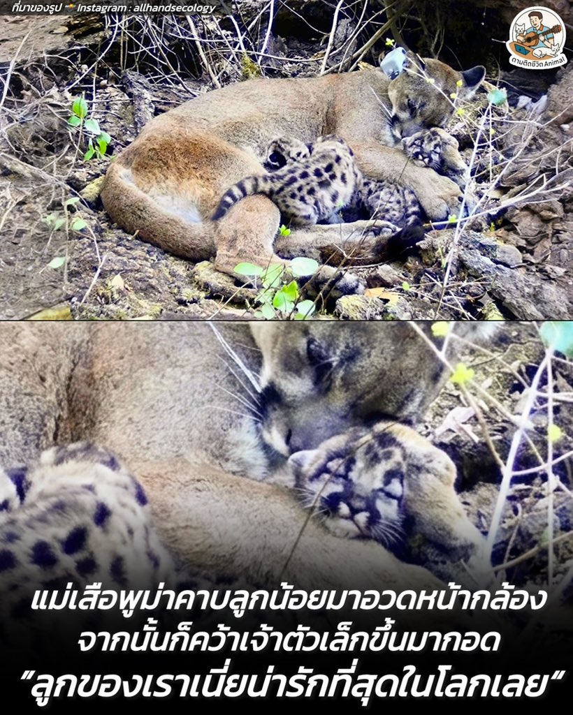 พบแม่เสือพูม่าคลั่งรักหนึ่งอัตรา คาบลูกมาอวดหน้ากล้องยังไม่พอ ยังหยิบลูกน้อยตัวหนึ่งขึ้นมากอดอย่างทะนุถนอม ซึ่งการกระทำมากมาย ความหมายคืออวดลูก “￼ลูกของเราน่ารักสุดๆ เลยใช่ไหมล่ะ” 😳🥹🫠
อาณาจักรสัตว์โลก มีม&amp;สาระ By ตามติดชีวิตAnimal
ภาพความอบอุ่นที่หาชมได้ยากของคุณแม่เสือพูม่า