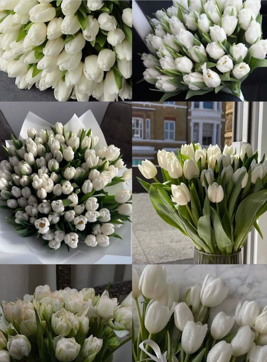 𝓣𝓱𝓮𝓑𝓵𝓸𝓼𝓼𝓸𝓶𝓢𝓽𝓾𝓭𝓲𝓸 (@phollukidukaan) on Twitter photo 