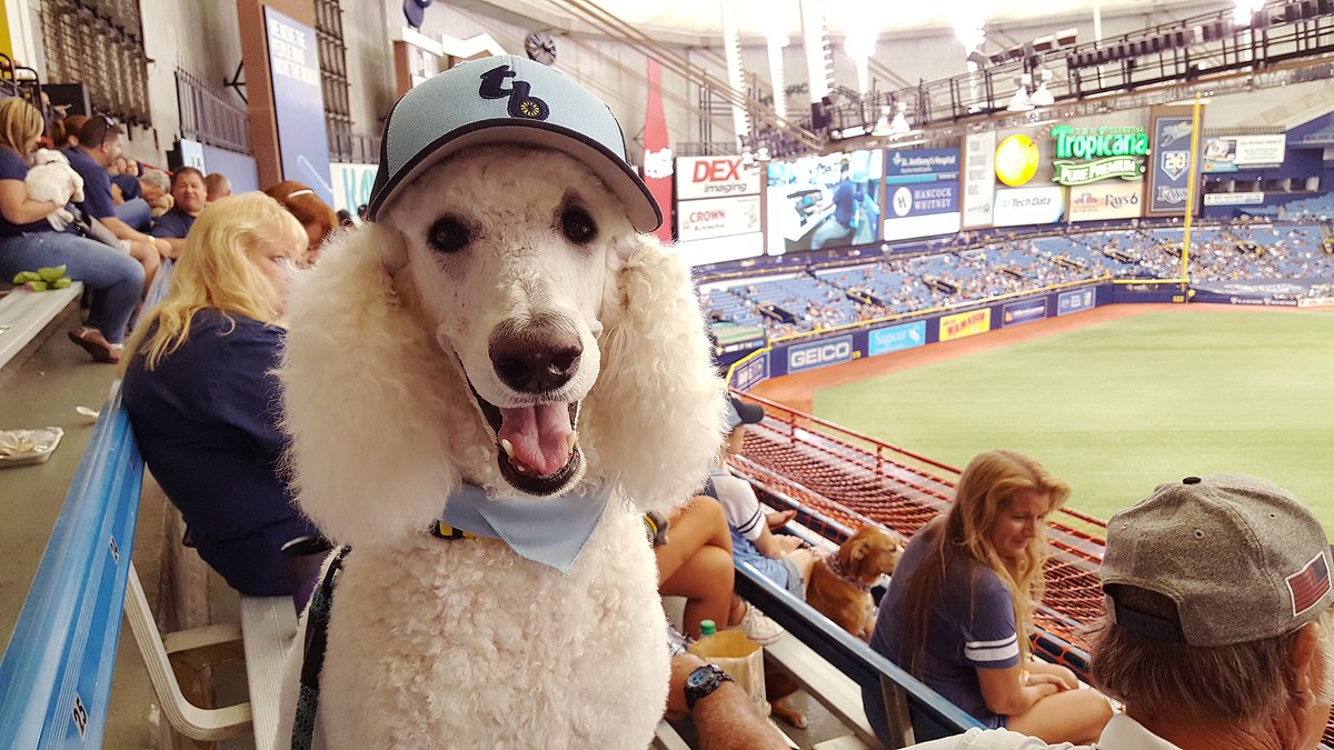 Tribute to BaseballPoodle tweet media