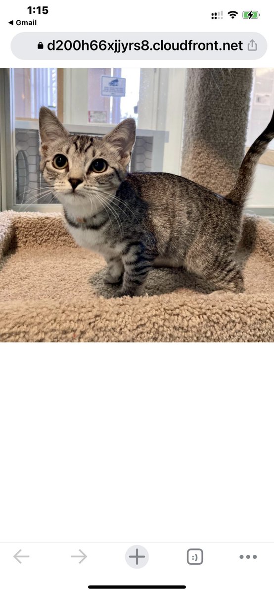 JanisMcEldowney's tweet photo. @Hedgewatchers Luna: A day to celebrate! Mom got me from #spcaLA - a young momma cat whose 3 kittens had already been adopted…I’m so lucky!
Macy: I was adopted from #spcaLA, too…as a kitten…then returned…sigh…but then Mom found me! So happy I’ve found a home and a sisfur!
#Hedgewatch https://t.co/pwqMSD8NDK