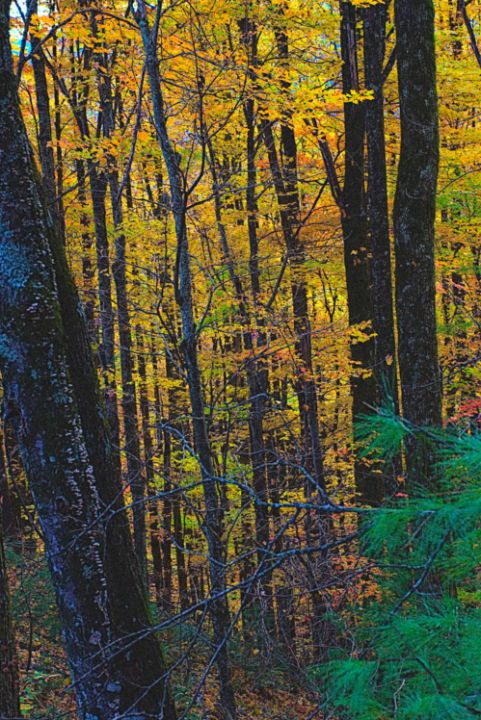 andrew_yonce's tweet photo. Art of the Day! "North Georgia Fall colors past peak". Buy at: https://t.co/tgUH0vpwbb https://t.co/iTgv6f5BHk