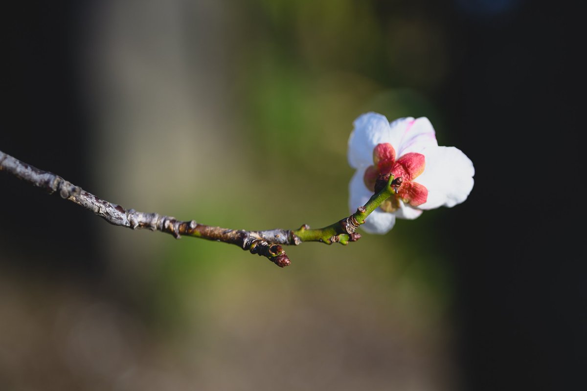 梅の萼筒、紅色でかわいい。 #photography #snapshot #Zf