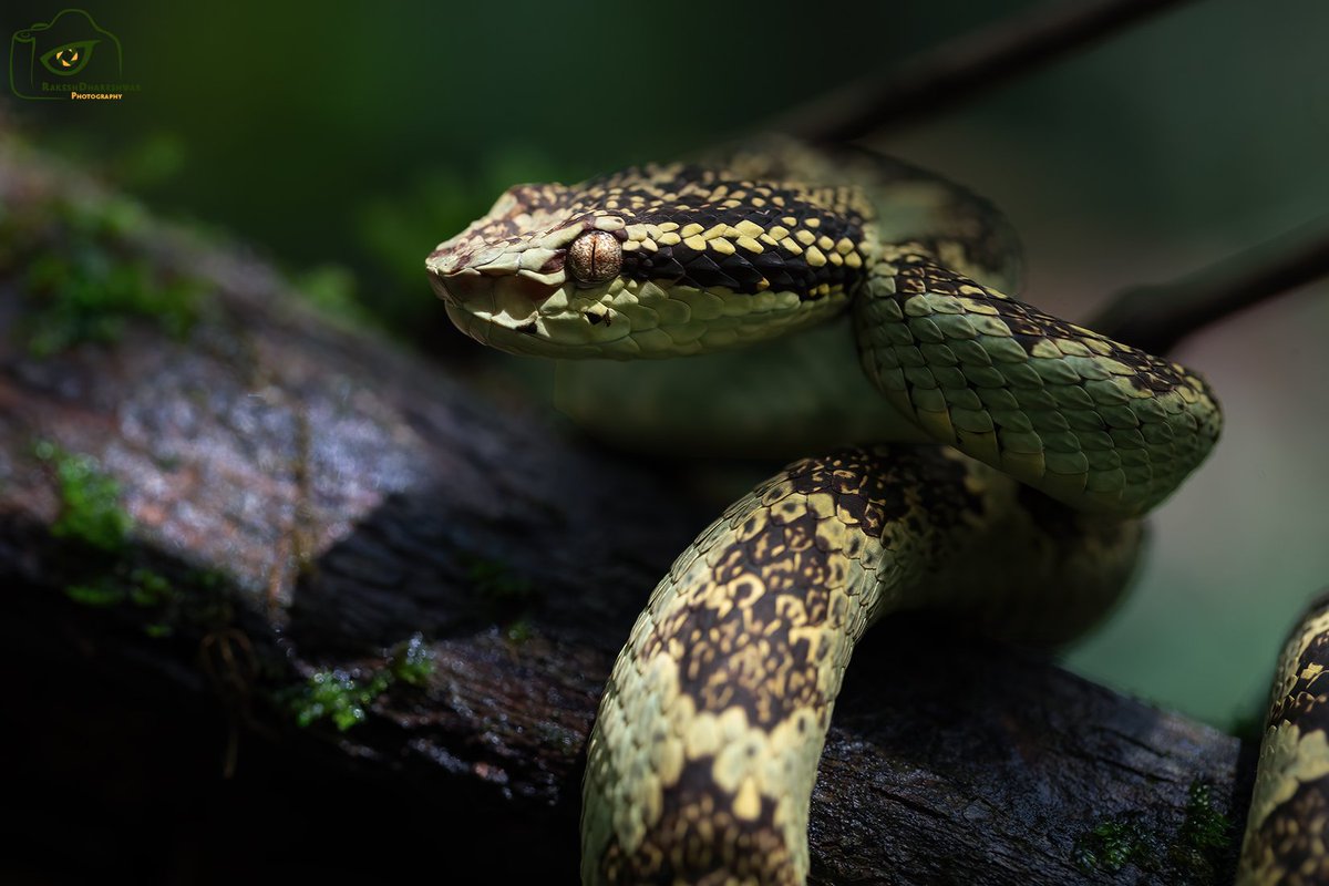 RDx 📸🇮🇳 tweet media