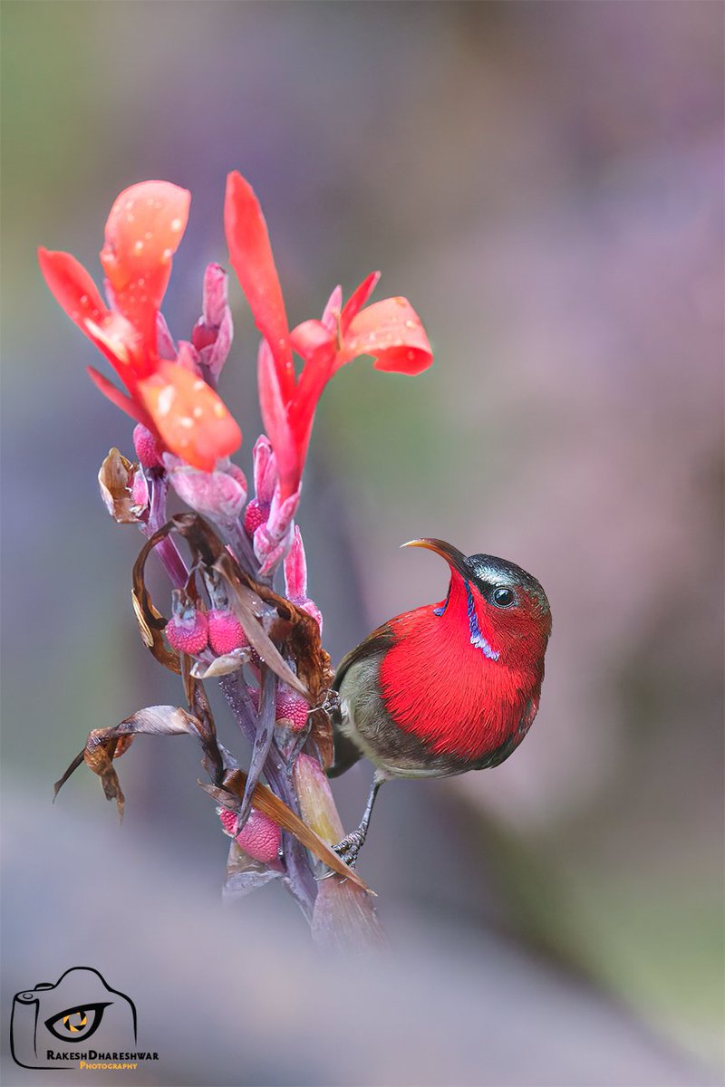 RDx 📸🇮🇳 tweet media