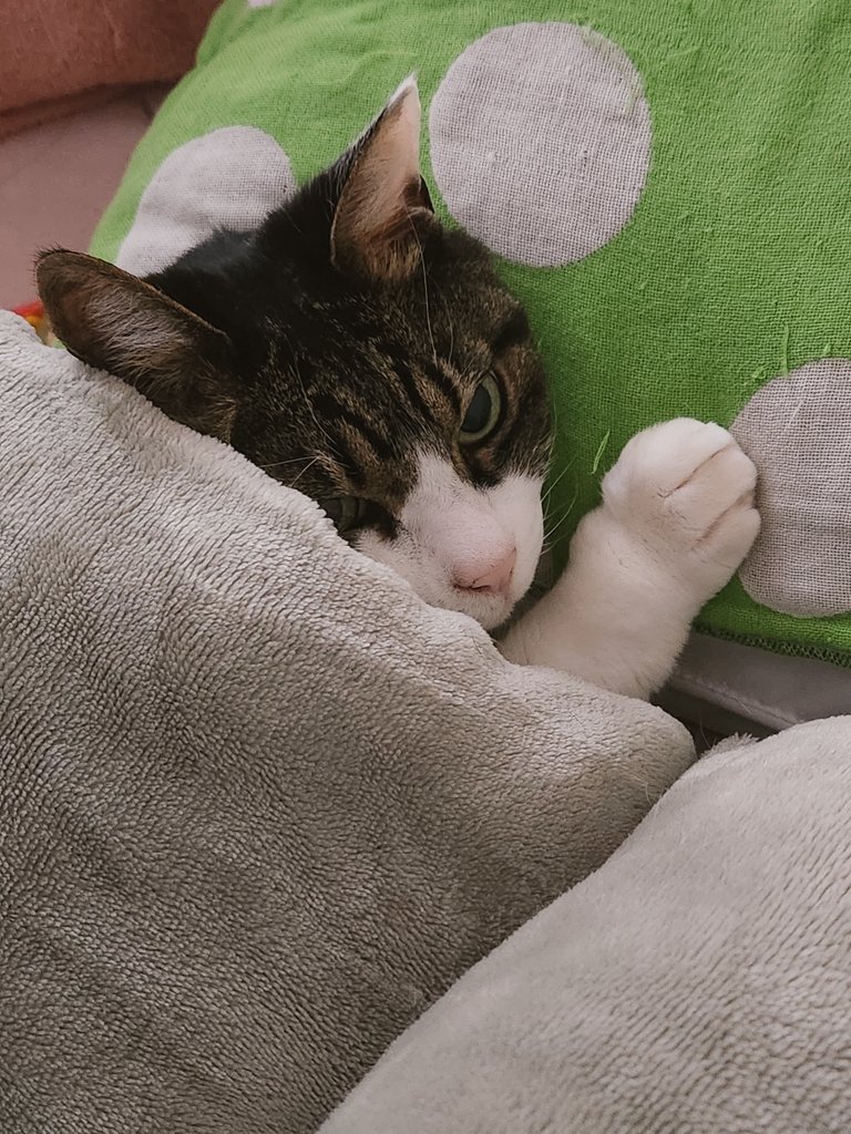 お布団から出たくない猫