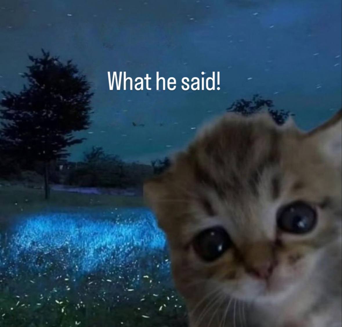 BELIEVE IN CAT