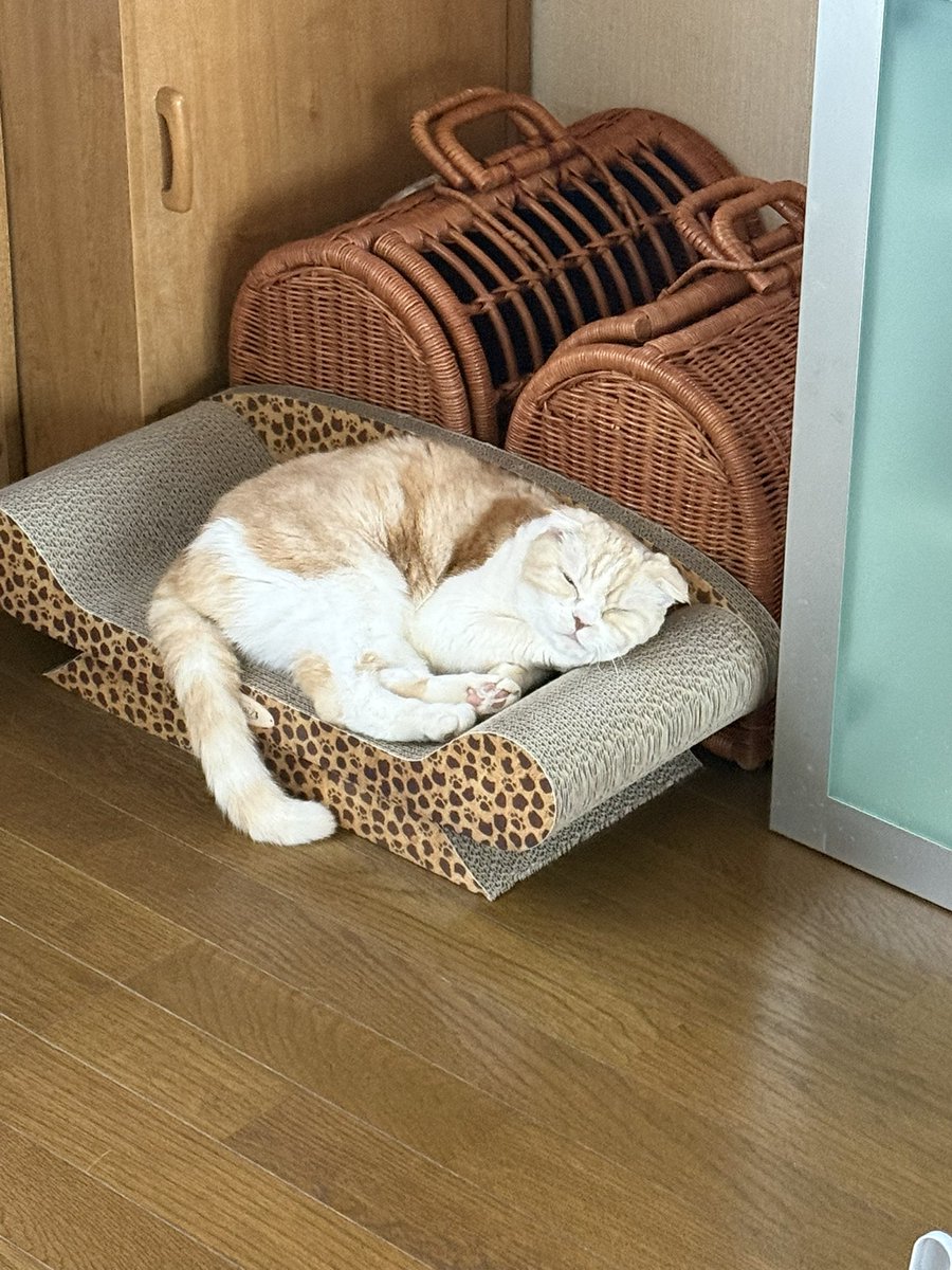 Yumi Asai tweet media