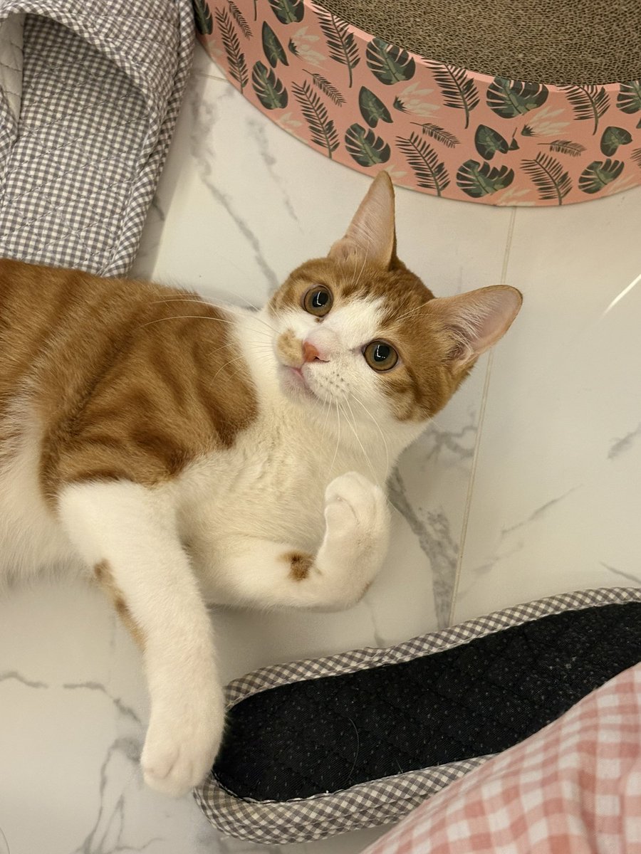 담이냥이 tweet media