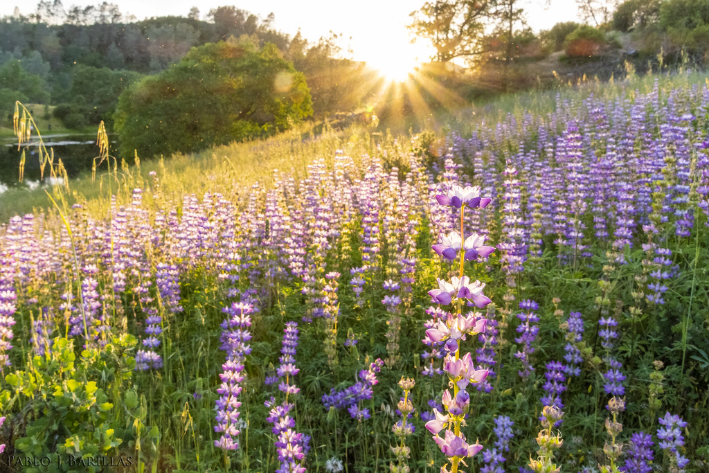 PabloJBarillas's tweet photo. my country California https://t.co/I6dfh2JnVR