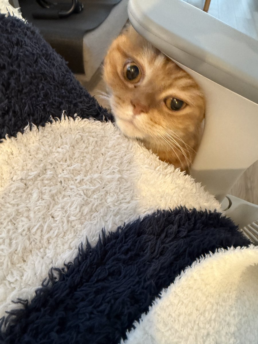 にゃむ (@nyamuchannel) / Posts / X