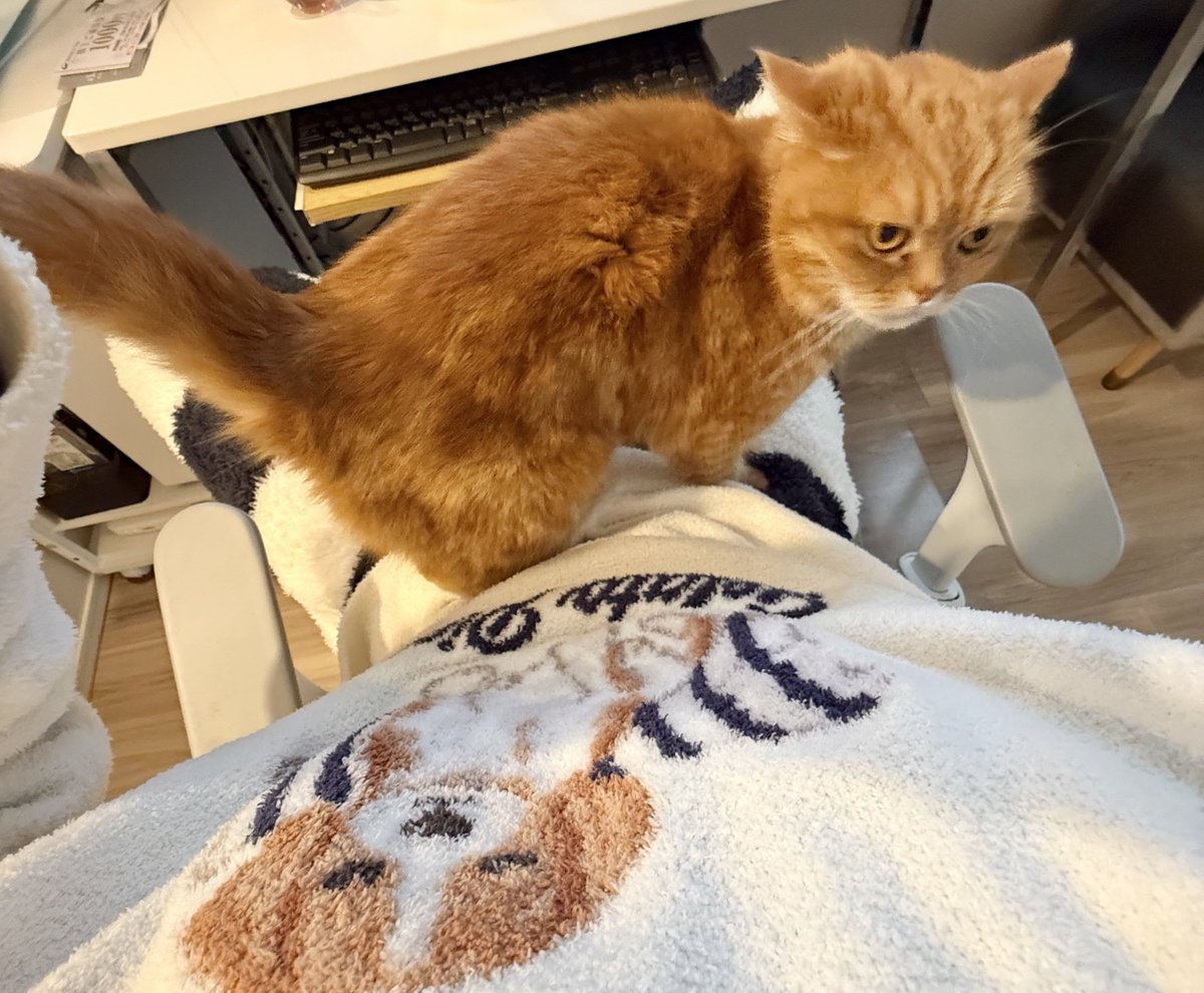 にゃむ (@nyamuchannel) / Posts / X