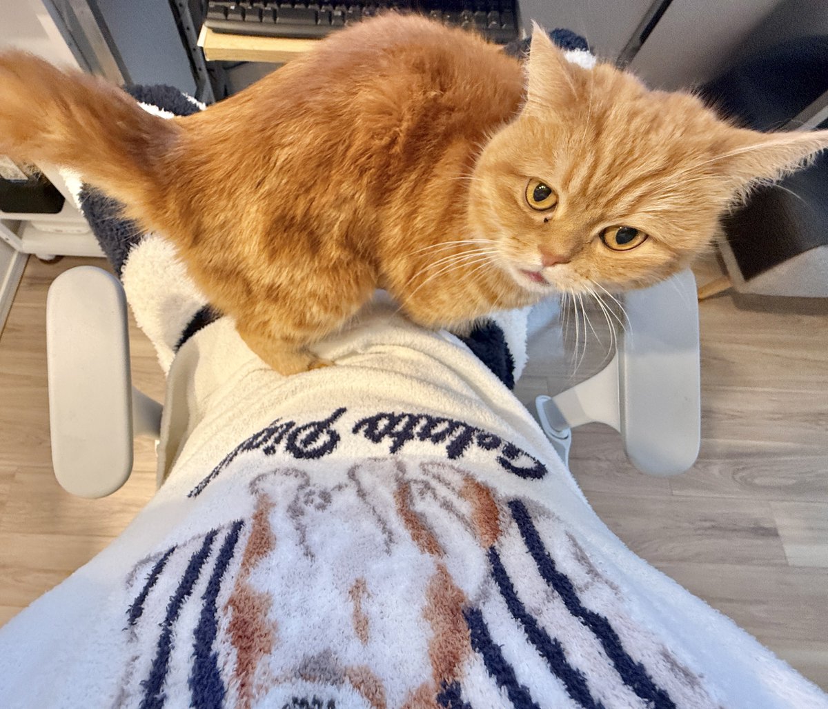 にゃむ (@nyamuchannel) / Posts / X