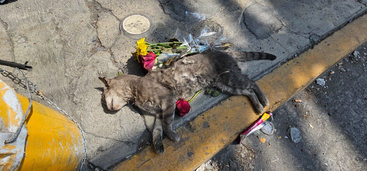 LilianaFloresBenavid tweet media