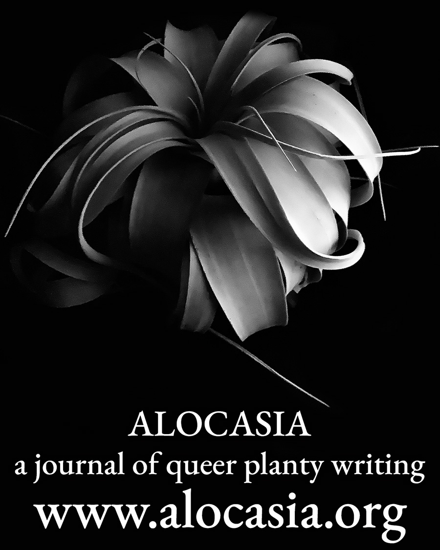 newpages's tweet photo. Queer writers who love plants, this one's for you. ALOCASIA publishes queer creative writing about plants, nature & horticulture. Traditional, weird, erotic, anti-colonial—all welcome. Rolling submissions open now!
#QueerLit #LiteraryJournal #PlantWriting https://t.co/W2lozzhloA https://t.co/He4dHYuISt