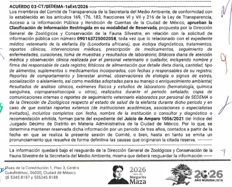 YoAmoaLaCiencia's tweet photo. Gobierno de Brugada ordena ocultar durante tres años la información de la elefanta Ely

El gobierno “animalista” de Clara Brugada decidió reservar por tres años la totalidad de la información relacionada con la elefanta Ely. 

Bajo el argumento de que forma parte del juicio de amparo 1056/2021, asunto que ya fue resuelto por la Suprema Corte de Justicia de la Nación a propuesta de la ministra Yasmín Esquivel. 

La sentencia fue garantizar condiciones de bienestar y no ordenó confidencialidad.

Adriana Fernández Ortega actual encargada de la Dirección de Zoológicos se negó a entregar información sobre la salud de Ely que se solicitó en la Plataforma Nacional de Transparencia con el folio 090163725002058.

Afirmando que los expedientes médicos, reportes clínicos y documentos administrativos sobre la elefanta Ely no pueden entregarse porque forman parte del “cuerpo de prueba” de un juicio que ya decidió la SCJN.

La respuesta de la Secretaría del Medio Ambiente a cargo de Julia Álvarez ante una revisión posterior de la solicitud de transparencia fue clasificar como reservada la información sobre la elefanta Ely durante tres años.

La clasificación fue aprobada por el Comité de Transparencia de la propia SEDEMA es decir, funcionarios empleados por el mismo gobierno de Brugada decidieron que toda información vulnera “la intimidad del procedimiento”.

La SEDEMA sostiene  que “no ha causado ejecutoria”, que “está en fase de cumplimiento” y que la divulgación “afectaría el debido proceso” pero esto solo protege al gobierno de Brugada.

Si la orden es cumplir con el bienestar de Ely de manera permanente, transparentar cómo se está cumpliendo no debería de afectar.

A menos que Ely siga en mal estado.

El amparo que hoy sirve de argumento para negar la información, fue promovido por el abogado Mario Czacki Halkin quién alegó que se sentía afectado de manera personal al observar a la elefanta en condiciones inadecuadas. 

A este amparo se le dió prioridad en la SCJN, y“obligó” al gobierno de la CDMX a hacerse responsable del bienestar de Ely. 

Bloqueando su posibilidad legal de ser trasladada a un santuario.

Ahora ese mismo expediente se convierte en escudo para impedir que se conozca si las medidas ordenadas de bienestar realmente se cumplen.

Tras el que fue llamado “logró histórico” Mario Czacki Halkin no volvió a presentar ningún caso relacionado con animales y ahora da cursos en Yucatán.

Claudia Sheinbaum como Jefa de Gobierno de la CDMX se negó al traslado de Ely a un santuario y bloqueó todos intentos de que un especialista en elefantes la examinara.

Martí Batres, también como Jefe de Gobierno, cerró el acceso por más de 8 meses al recinto donde está  Ely alegando “remodelaciones” y “periodo de adaptación” de Ely con las otras dos elefantas. 

Y Brugada decide negar la información 3 años.

¿Qué tienen que ocultar de un solo animal? ¿Qué tan mal está?