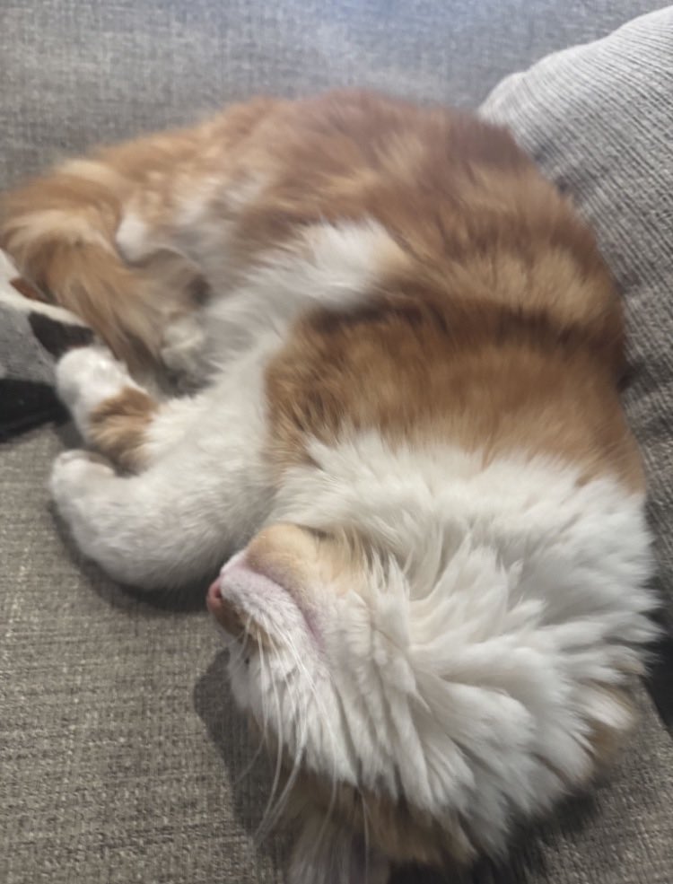 Zeokiie's tweet photo. Average conversions with me and katie_br💔 the cat looks nothing like like mustard Thats ginger @A3Dghost_BR https://t.co/T3Jwo68hBE
