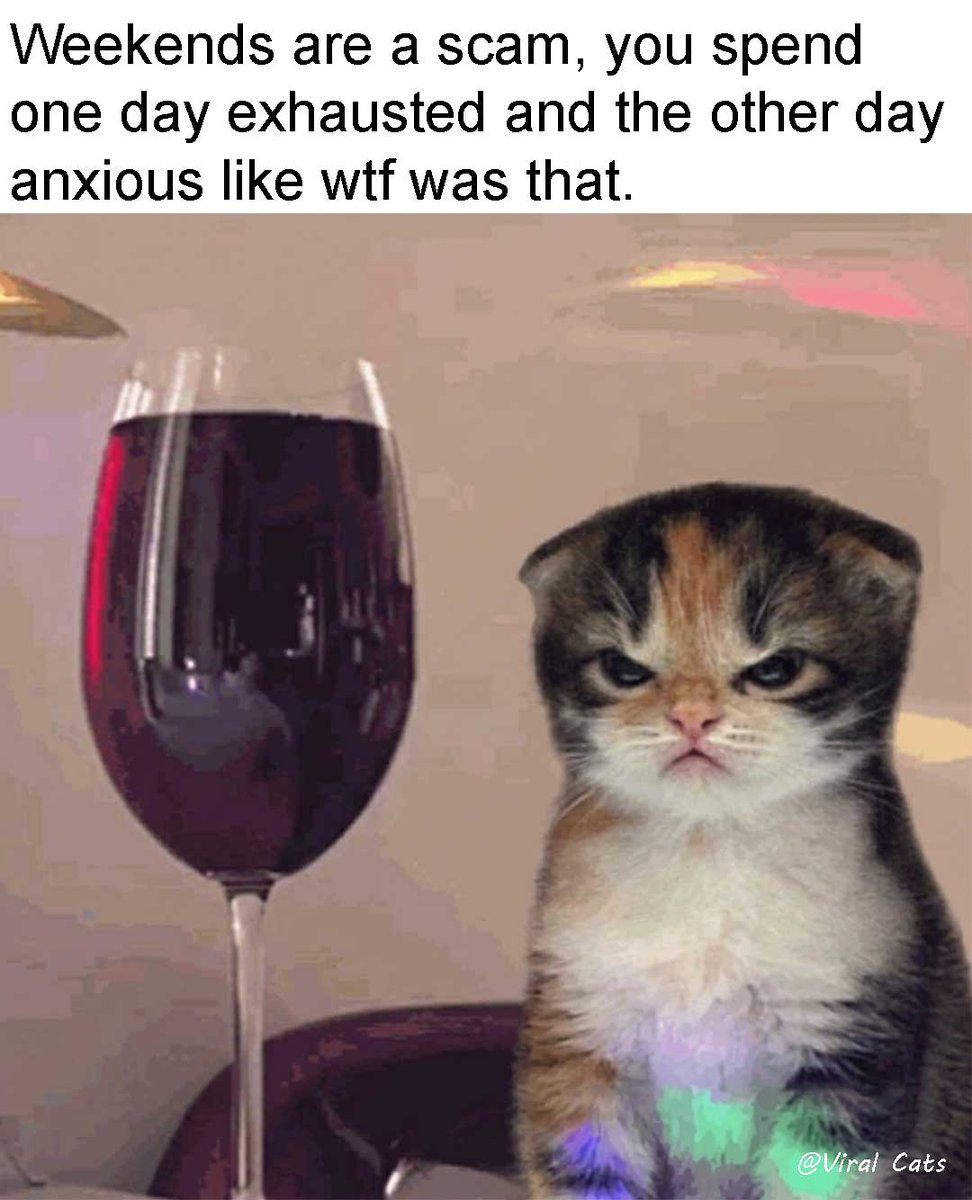 _ViralCats_'s tweet photo. Wtf is this?? 😾
#catmemes #meme #memes #funnymemes #weekend #weekendmeme #ViralCats https://t.co/ooJSGopnqF