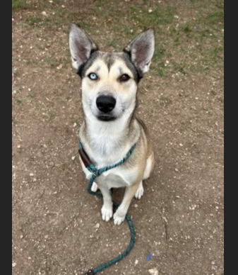 Hollywood Dogs tweet media