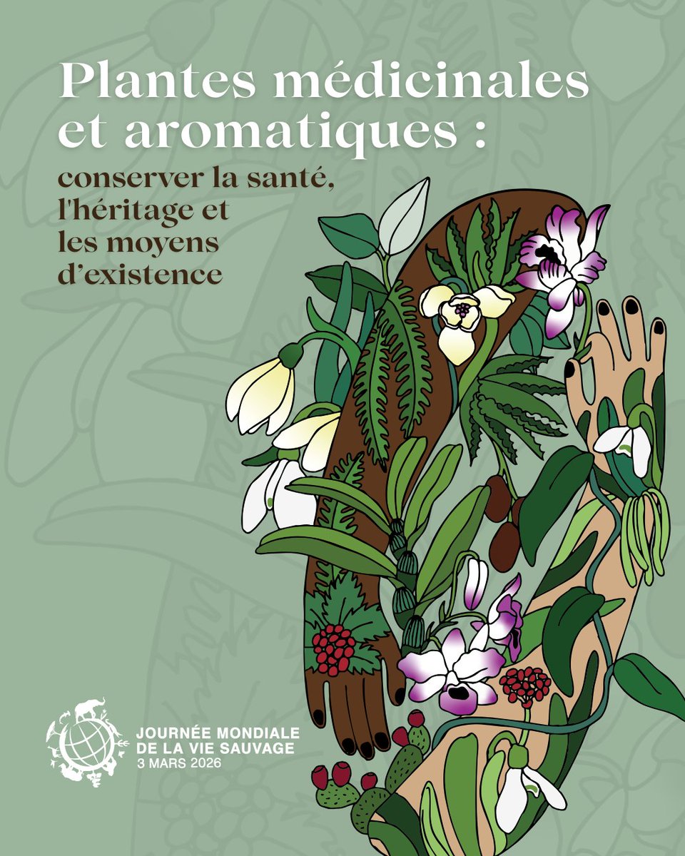 Plus d'un million d'espèces sauvages sont menacées d'extinction.

À l'occasion de la Journée mondiale de la vie sauvage, mardi, engageons-nous à bâtir un monde capable de préserver toute vie sur Terre : chaque geste compte.
un.org/fr/observances…