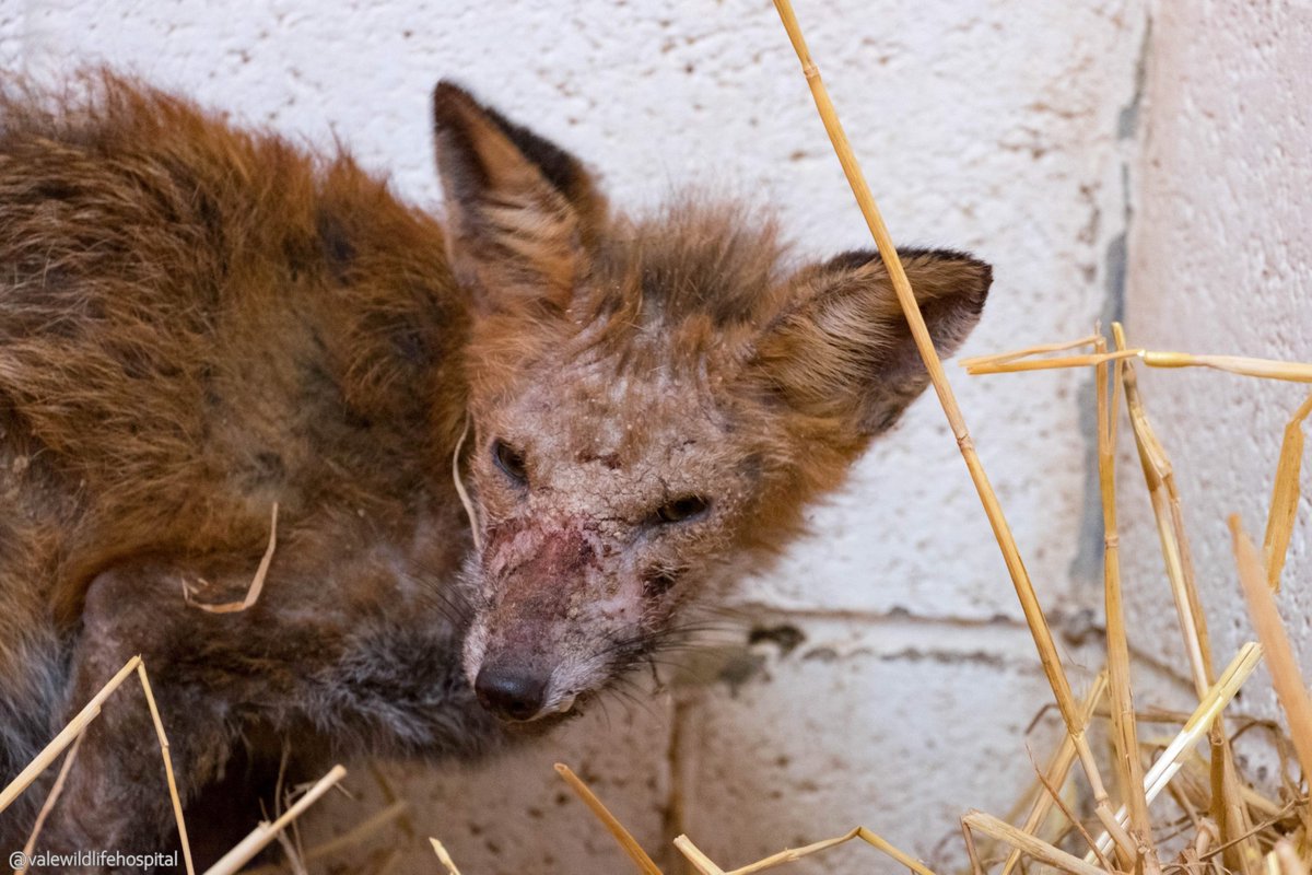 World Wildlife Day🦔🦡🦆

Wildlife isn’t just something we see on a walk - it’s the life support system of our planet. Healthy wildlife means healthy ecosystems. Birds control pests and spread seeds. Mammals shape landscapes. Amphibians are indicators of environmental health.