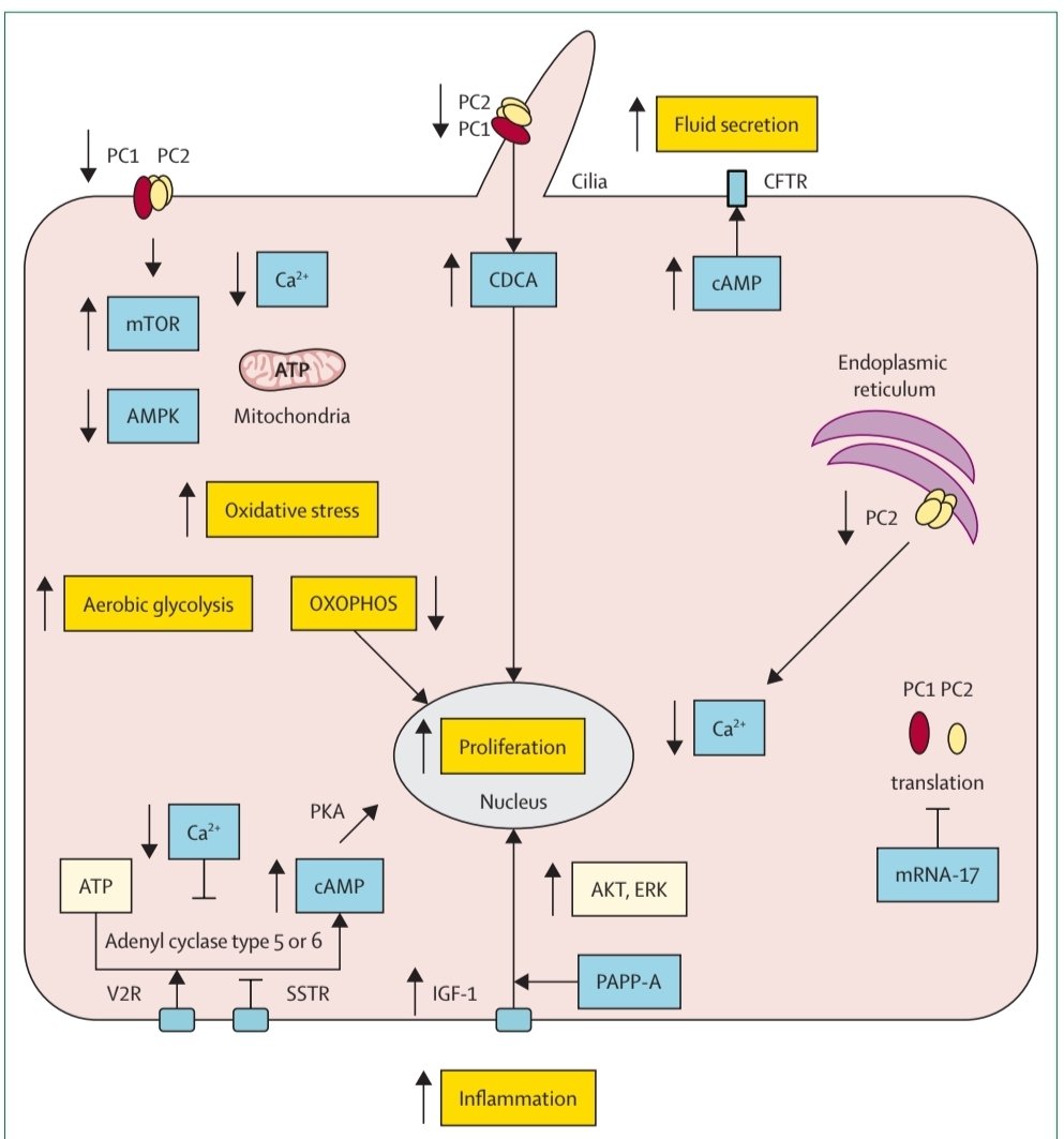 Sol Carriazo, Neph. tweet media